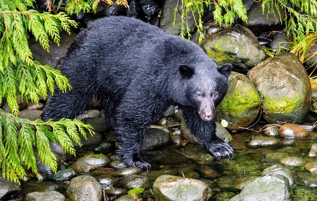 台湾省黑熊为什么濒临绝种