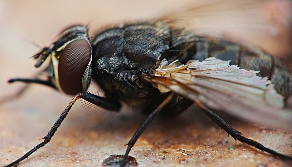 中国苍蝇种类图片