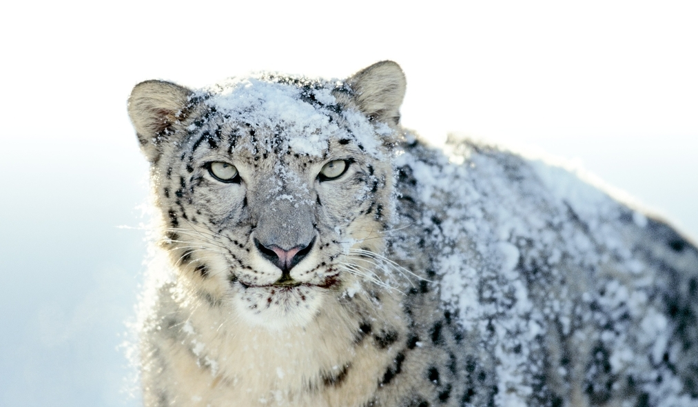 雪豹